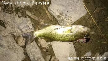 ブラックバス