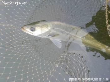 シーバス