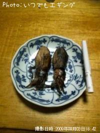 アオリイカ