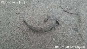 マゴチ