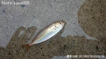 豆アジ