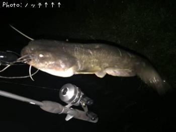 ナマズ
