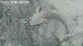 ޥ