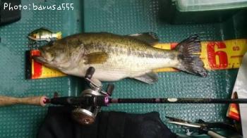 ブラックバス