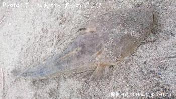 マゴチ