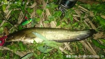ナマズ