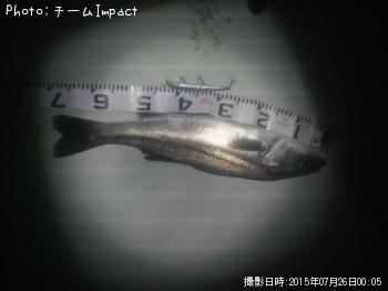 シーバス
