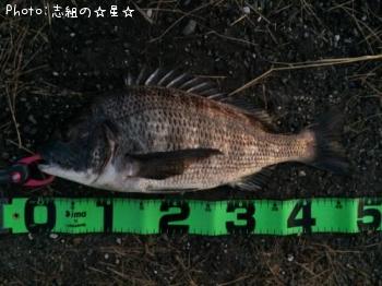 クロダイ