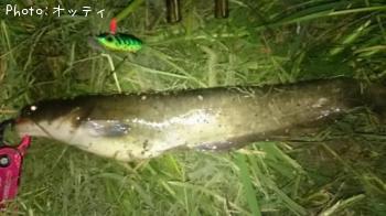 ナマズ