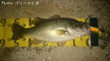 ブラックバス