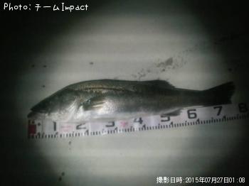 シーバス