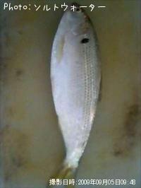 Υ