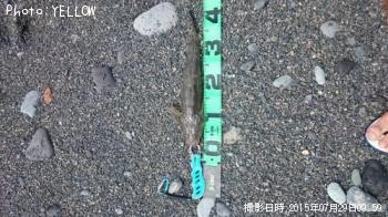 マゴチ