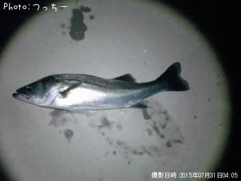 シーバス