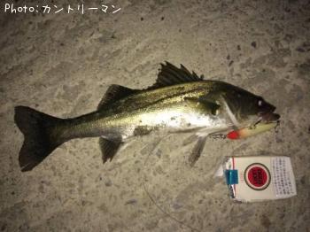 スズキ