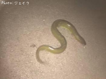 ウナギ
