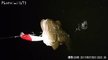 マゴチ