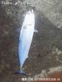 マルソウダ