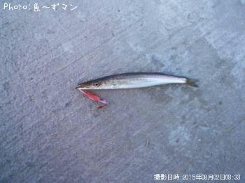 カマス