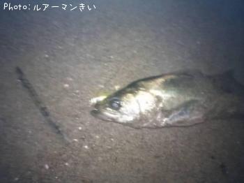 シーバス
