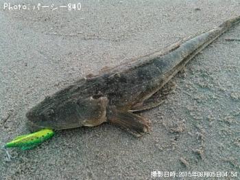 マゴチ