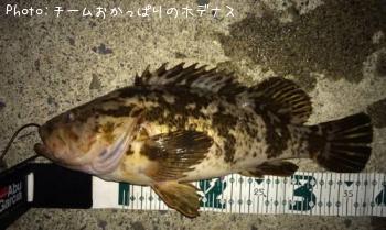 タケノコメバル