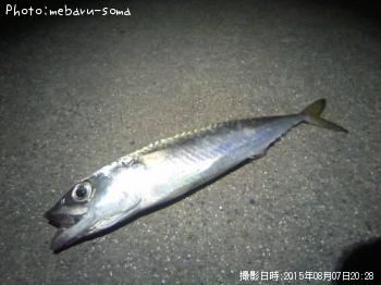 サバ