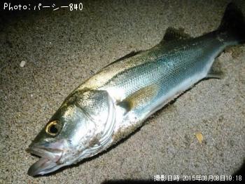 シーバス