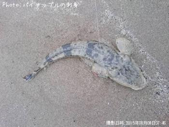マゴチ
