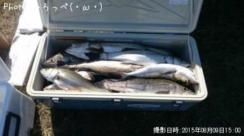 シーバス