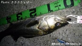 シーバス