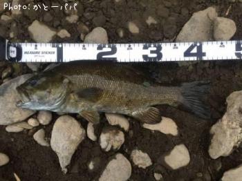 ブラックバス
