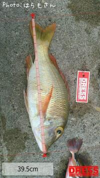クチナジ