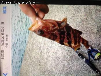 アカハタ