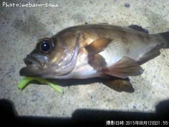 メバル