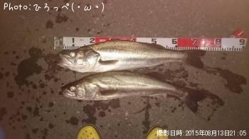 シーバス