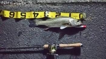 大陸鱸