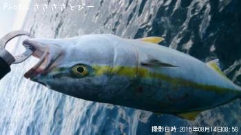 ワラサ＆サワラ＆ヒラメ＆サバ＆イトヨリ＆エソ