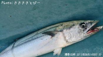 ワラサ＆サワラ＆ヒラメ＆サバ＆イトヨリ＆エソ