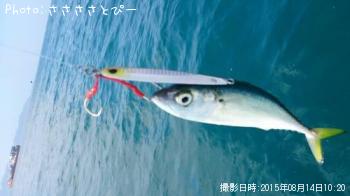 ワラサ＆サワラ＆ヒラメ＆サバ＆イトヨリ＆エソ