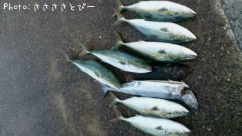 ワラサ＆サワラ＆ヒラメ＆サバ＆イトヨリ＆エソ