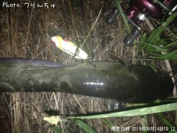 ナマズ