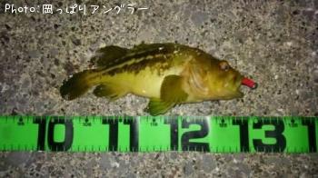 ソイ