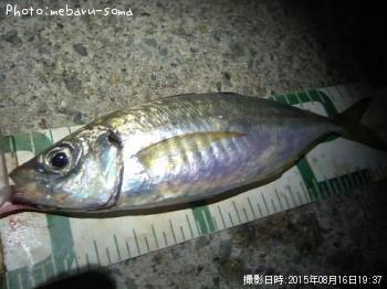 アジ