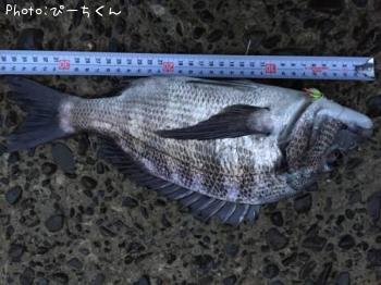 クロダイ