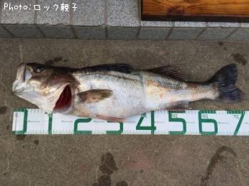 シーバス