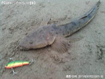 マゴチ