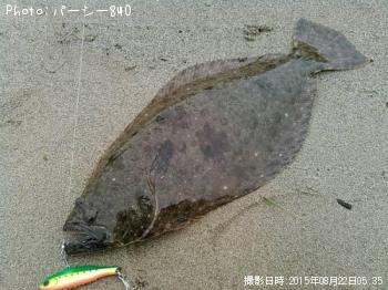 ヒラメ