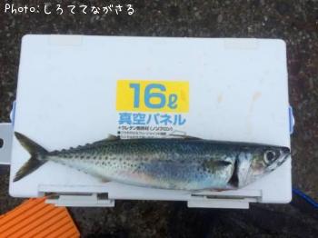 サバ