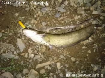 ナマズ